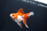 Ryukin Long Tail Red White 4.5 Inch (ID#408Ry8a-6) Free2Day SHIPPING