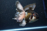 Thai Oranda  Tricolor 6 Inch (ID#1101To6b-102)