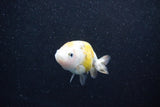 Baby Ranchu  Calico 2 Inch (ID#1015R9c-58) Free2Day SHIPPING