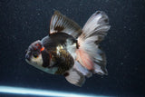 Thai Oranda  Tricolor 6 Inch (ID#1101To6b-102)