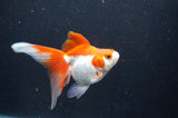 Ryukin Long Tail Red White 4.5 Inch (ID#408Ry8a-6) Free2Day SHIPPING