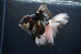 Thai Oranda  Tricolor 6 Inch (ID#1101To6b-102)