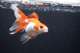 Ryukin Long Tail Red White 4.5 Inch (ID#408Ry8a-6) Free2Day SHIPPING