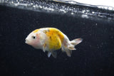 Baby Ranchu  Calico 2 Inch (ID#1015R9c-58) Free2Day SHIPPING