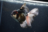 Thai Oranda  Tricolor 6 Inch (ID#1101To6b-102)