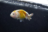 Baby Ranchu  Calico 2 Inch (ID#1015R9c-58) Free2Day SHIPPING