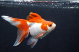 Ryukin Long Tail Red White 4.5 Inch (ID#408Ry8a-6) Free2Day SHIPPING