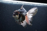 Thai Oranda  Tricolor 6 Inch (ID#1101To6b-102)