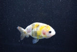 Baby Ranchu  Calico 2 Inch (ID#1015R9c-58) Free2Day SHIPPING