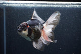 Thai Oranda  Tricolor 6 Inch (ID#1101To6b-102)