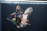 Thai Oranda  Tricolor 6 Inch (ID#1101To6b-102)