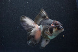 Thai Oranda  Tricolor 6 Inch (ID#1101To6b-102)