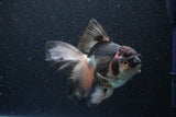 Thai Oranda  Tricolor 6 Inch (ID#1101To6b-102)