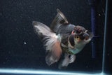 Thai Oranda  Tricolor 6 Inch (ID#1101To6b-102)