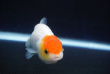 Juvenile Lionchu  Red White 3.5 Inch (ID#823R11b-49) Free2Day SHIPPING