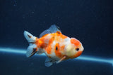 Yuan Bao Oranda  Calico 4 Inch (ID#1217Yb10b-64) Free2Day SHIPPING