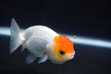 Juvenile Lionchu  Red White 3.5 Inch (ID#823R11b-49) Free2Day SHIPPING