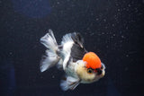 Short Body Thai Oranda  Tricolor 4.5 Inch (ID#1001To14a-53) Free2Day SHIPPING