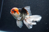 Thai Oranda  Tricolor 5.5 Inch (ID#1101To6b-103)