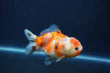 Yuan Bao Oranda  Calico 4 Inch (ID#1217Yb10b-64) Free2Day SHIPPING