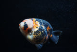 Jumbo Milk Cow Ranchu  Calico 5 Inch (ID#1203R9a-116)