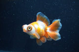 Butterfly  Red White 3.5 Inch (ID#404B8b-31) Free2Day SHIPPING
