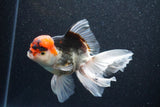 Thai Oranda  Tricolor 5.5 Inch (ID#1101To6b-103)