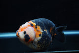 Jumbo Milk Cow Ranchu  Calico 5 Inch (ID#1203R9a-116)