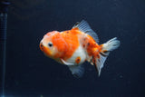 Yuan Bao Oranda  Calico 4 Inch (ID#1217Yb10b-64) Free2Day SHIPPING