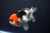 Short Body Thai Oranda  Tricolor 4.5 Inch (ID#1001To14a-53) Free2Day SHIPPING