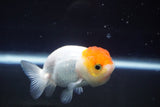 Juvenile Lionchu  Red White 3.5 Inch (ID#823R11b-49) Free2Day SHIPPING