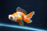 Butterfly  Red White 3.5 Inch (ID#404B8b-31) Free2Day SHIPPING