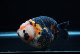 Jumbo Milk Cow Ranchu  Calico 5 Inch (ID#1203R9a-116)