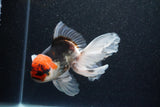 Thai Oranda  Tricolor 5.5 Inch (ID#1101To6b-103)