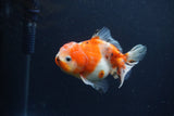 Yuan Bao Oranda  Calico 4 Inch (ID#1217Yb10b-64) Free2Day SHIPPING