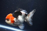 Short Body Thai Oranda  Tricolor 4.5 Inch (ID#1001To14a-53) Free2Day SHIPPING