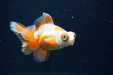 Butterfly  Red White 3.5 Inch (ID#404B8b-31) Free2Day SHIPPING