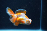 Butterfly  Red White 3.5 Inch (ID#404B8b-31) Free2Day SHIPPING