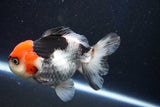 Short Body Thai Oranda  Tricolor 4.5 Inch (ID#1001To14a-53) Free2Day SHIPPING