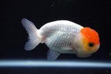 Juvenile Lionchu  Red White 3.5 Inch (ID#823R11b-49) Free2Day SHIPPING