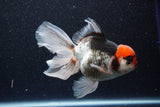 Thai Oranda  Tricolor 5.5 Inch (ID#1101To6b-103)