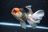 Thai Oranda  Tricolor 5.5 Inch (ID#1101To6b-103)