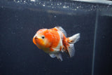 Yuan Bao Oranda  Calico 4 Inch (ID#1217Yb10b-64) Free2Day SHIPPING