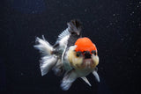 Short Body Thai Oranda  Tricolor 4.5 Inch (ID#1001To14a-53) Free2Day SHIPPING