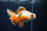 Butterfly  Red White 3.5 Inch (ID#404B8b-31) Free2Day SHIPPING