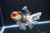 Thai Oranda  Tricolor 5.5 Inch (ID#1101To6b-103)