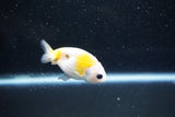 Baby Ranchu  Calico 2.5 Inch (ID#1011R9c-49) Free2Day SHIPPING