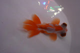 Butterfly  Red White 3.5 Inch (ID#404B8b-31) Free2Day SHIPPING