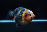 Jumbo Milk Cow Ranchu  Calico 5 Inch (ID#1203R9a-116)