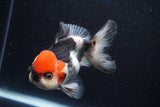 Short Body Thai Oranda  Tricolor 4.5 Inch (ID#1001To14a-53) Free2Day SHIPPING